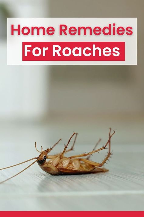 While encountering a cockroach infestation can be distressing, the good news is that there are many natural home remedies and DIY methods can help you combat this issue effectively. Maintaining a clean home, using natural repellents, and taking preventative measures are vital steps in keeping roaches at bay. Boric Acid For Roaches, Diy Roach Killer Homemade, How To Kill Cockroaches Fast, Get Rid Of Cockroaches Fast, Roach Remedies, Kill Roaches Naturally, Home Remedies For Roaches, Cockroach Repellent, Roach Infestation