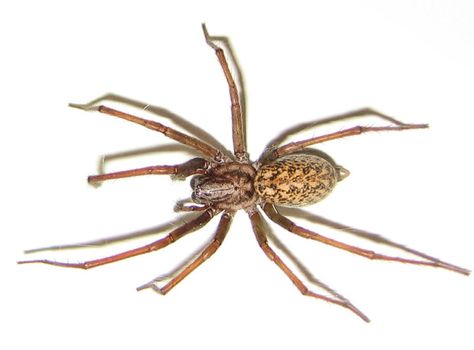 Hobo Spider, Dangerous Spiders, Types Of Spiders, Arthropods, All About Animals, Arachnids, Spiders, On Earth, Different Types