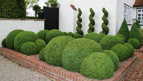 Japanese Holly, Boxwood Landscaping, Holly Shrub, Buxus Sempervirens, Taxus Baccata, Topiary Plants, Garden Balls, Topiary Garden, Front Garden Design