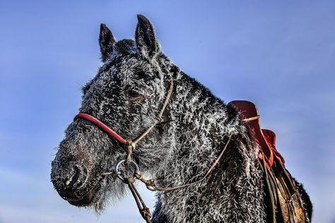 All Horse Breeds, Winter Horse, Horse Galloping, Ghost Photos, All The Pretty Horses, Sport Horse, Pretty Horses, Horse Breeds, Animals Images