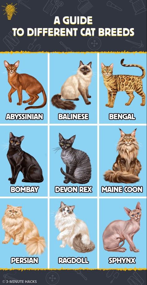 Different Cat Breeds, Cat Bread, Devon Rex, Abyssinian, Sphynx, All About Cats, Maine Coon, Balinese, Cat Pin