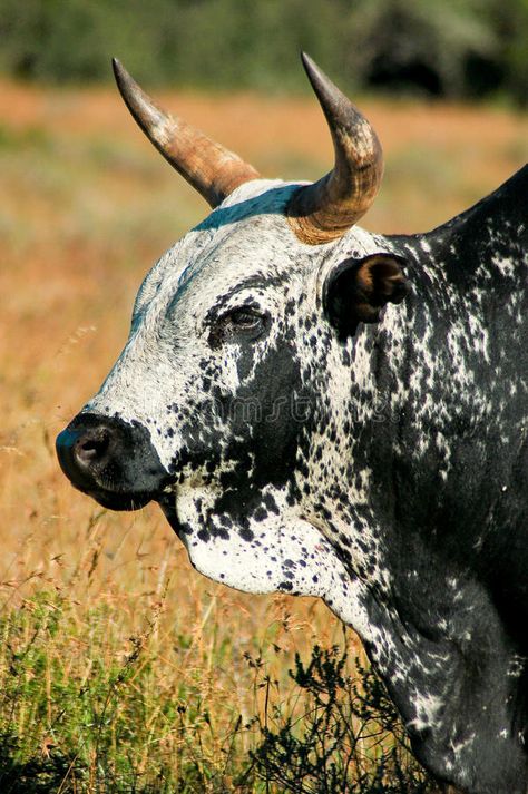 Nguni bull. Close up of black and white spotted Nguni bull with yellow grass in , #sponsored, #black, #white, #spotted, #Nguni, #bull #ad Bull Reference, Simmental Cattle, Bull Photo, Nguni Cows, Nguni Cattle, Pbr Bull Riding, Bull Pictures, Cow Photography, Bucking Bulls