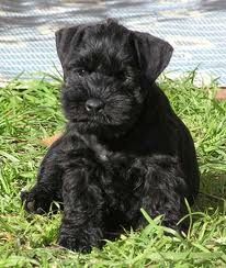 Black miniature schnauzer - gawjuss Chocolate Schnauzer, Black Mini Schnauzer, Black Miniature Schnauzer, Mini Schnauzer Puppies, Unique Dog Breeds, Schnauzer Puppies, Daisy Dog, Miniature Schnauzer Puppies, Miniature Schnauzers