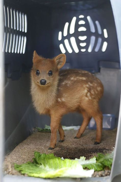 World's smallest deer, the pudú. Small Deer, Interesting Animals, Pet Hacks, Baby Deer, Cute Creatures, Cute Little Animals, 귀여운 동물, Animals Friends, Beautiful Creatures