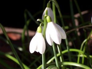 Candlemas Bells flower Flowers Facts, Skin Doodles, Tree Poem, Alfred Tennyson, Lord Tennyson, Gospel Reading, Snow Drop, Alfred Lord Tennyson, Cold Time