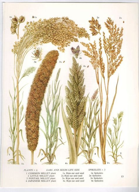 Millets Illustration, International Year Of Millets Poster, Millet Illustration, Millets Poster, Millet Art, Millet Plant, Seeds Illustration, Cereal Grain, School Drawing