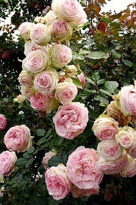 Cottage Gardens, Colorful Roses, Cabbage Roses, Rose Bush, Climbing Roses, English Roses, Landscape Ideas, Beautiful Rose, Beautiful Blooms