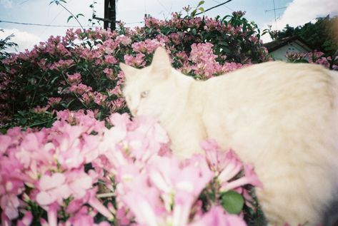 film, photography, cat, flowers Film Flower Photography, Flower Film Photography, Film Photography Aesthetic, Flower Core, Flower Film, Photography Cat, Nothing But Flowers, Cat Flowers, Cat Aesthetic