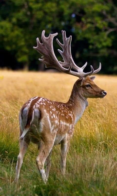 Deer In Forest, Animated Pics, Deer Photography, Deer Species, Fallow Deer, Animal Print Wallpaper, Animated Animals, About Animals, Pretty Animals