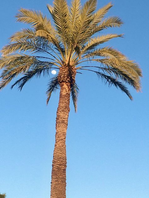 Arizona sky. Moon and palm tree what a beautiful site ☺️ Desert Palm Trees, Desert Colors, Sky Moon, Desert Oasis, Beautiful Sites, Palm Tree, Chia, Palm Trees, Oasis