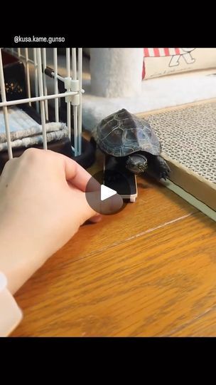 Skateboard Videos, Mini Skateboard, Tiny Turtle, Baby Turtles, Turtles, Tortoise, How To Introduce Yourself, Funny Animals, Skateboard