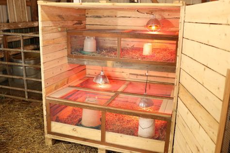 Outdoor Chicken Brooder Ideas, Homemade Chicken Brooders, Diy Chick Brooder Ideas, Diy Chicken Brooder Homemade, Outdoor Brooder, Chicken Brooder Box Diy, Brooder Box Ideas Diy, Brooder Inside Chicken Coop, Brooder Box Ideas