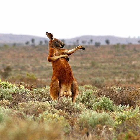 This Year's Comedy Wildlife Photography Awards Are Looking Hilarious Already Kangaroo Facts, Big Cat Species, Kangaroo Stuffed Animal, Comedy Wildlife Photography, Red Kangaroo, Comedy Pictures, Australia Animals, Australian Wildlife, Fascinating Facts