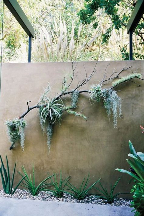 Attached to the tails of Spanish moss and draped over a branch, tillandsia becomes art. Air Plants Diy, Air Plants Decor, About Plants, Tillandsia Air Plant, Meteor Garden 2018, Vertical Gardens, Magic Garden, Low Maintenance Garden, Spanish Moss