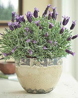 Potted Lavender, Katt Grejer, Growing Lavender, Herb Gardens, Inside Plants, Lavender Plant, Smart Living, House Plants Indoor, Garden Cottage