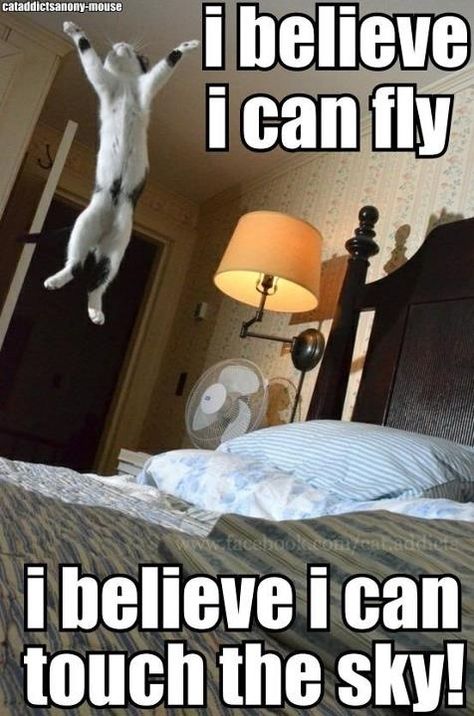 I believe I can fly Naps Funny, I Believe I Can Fly, Flying Cat, 9gag Funny, Weekend Humor, Pet Blog, Funny Pets, Silly Cats, Funny Animal Pictures