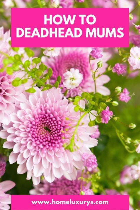 How To Care For Chrysanthemums, How To Deadhead Mums, How To Make Mums, Garden Mums, Patio Flower Pots, Planting Mums, Gardening Tricks, Garden Mum, Patio Flowers