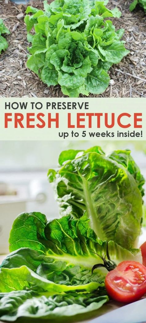 Best Way To Keep Lettuce Fresh, How To Keep Lettuce Fresh, Best Way To Store Lettuce In Fridge, How To Keep Lettuce Fresh Longer, Preserve Lettuce, Clean Lettuce, Leaf Lettuce Recipes, Preserving Cucumbers, Storing Lettuce