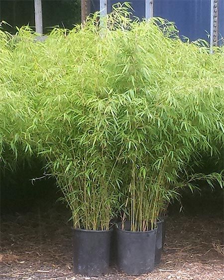 Clumping bamboo plants for sale. Noninvasive, short to medium height, evergreen and deer resistant. Privacy hedges and ornamental landscaping. Bamboo Planters For Privacy, Bamboo Landscaping, Non Invasive Bamboo, Diy Stone Patio, Privacy Hedges, Bamboo Hedge, Bamboo Landscape, Clumping Bamboo, Outdoor Gardens Landscaping