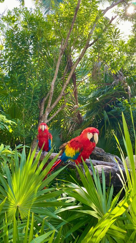 #mexico #loros #birds #colorful #rio #brazil #exotic #summer #beach #vacation #sun Carnival Aesthetic Brazil, Brazil Aesthetic Carnaval, Animals In Mexico, Rio Brazil Aesthetic, Rio Carnival Aesthetic, Brazil Carnival Aesthetic, Brazil Beach Aesthetic, Parrot Aesthetic, Brazil Birds