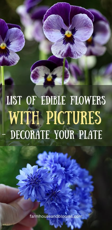 two pictures of edible flowers, one of pansies and violas, and one of blue bachelor buttons Bergamot Flower, Edible Flower Garden, Elderberry Flower, Medicinal Wild Plants, Phlox Flowers, Yarrow Flower, Edible Flowers Recipes, Wild Food Foraging, Flowers Petals