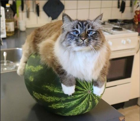 Honorable Collection Of Floofy And Majestic Cats - I Can Has Cheezburger? Watermelon Cat, Funny Cats And Dogs, Fluffy Cat, Funny Dog Videos, Funny Animal Memes, Silly Cats, Funny Animal Pictures, Animal Memes, Cat Pics