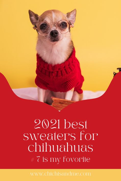 Does your Chihuahua need a sweater? Find out and see the best for 2021 #designerdogclothes, #dogsweaters, #sweatersforchihuahuas, #2021falldogsweaters, #chihuahuacare, #chihuahuapuppies, #seniorchihuahua, #chihuahuadogs, #chihuahuamix, #chihuahuafacts, #chihuahuaarticles, #chihuahuahelp, #chiwawa, #chihuahuawebsite, #chi, #chihuahuastory, #littledogs, #tinydogs, #minidogs Chihuahua Sweater, Best Small Dogs, Puppy Tips, Chilly Dogs, Best Sweaters, Knitted Leg Warmers, Chihuahua Mom, Puppies Tips, Dog Sweater Pattern