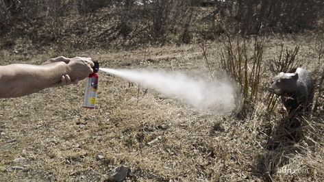 It’s spring and bears are awake in Alaska, so we asked wildlife experts and a manufacturer about advice for using bear spray. This is what they said. Bear Spray, They Said, Story Inspiration, Camping And Hiking, Alaska, How To Use, Bears, Spray, Natural Landmarks