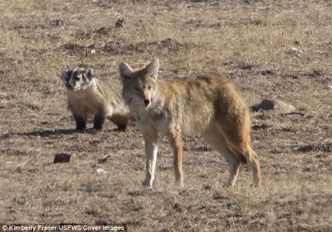 A coyote and badger were spotted hunting together in Colorado earlier this month Black Footed Ferret, Ethiopian Wolf, Maned Wolf, Digging Holes, Ground Squirrel, Raccoon Dog, Tag Team, Wild Dogs, Animal Companions