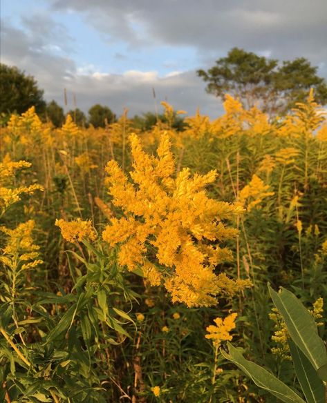 Which photo is your favorite? Goldenrod Aesthetic, Goldenrod Plant, Meadow Core, Autumn Nostalgia, Plant Song, Goldenrod Color, Goldenrod Flower, Golden Meadow, The World Tarot