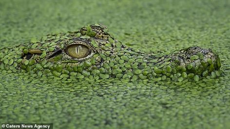 Camouflaged crocodile is spotted hiding among plants in Indonesia as it waits for unsuspecting prey | Daily Mail Online Saltwater Crocodile, Image Chat, Small Lake, British Wildlife, Best Photo Poses, Crocodiles, Photography Awards, Large Animals, Art Movement