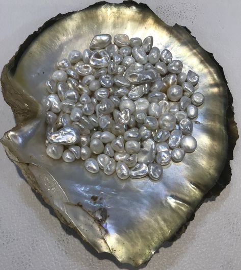 Pearls with oyster Pearl Market, Oyster Pearl, Beach Combing, Shells, Gems, Wallpapers, Gemstones, Animals, Quick Saves