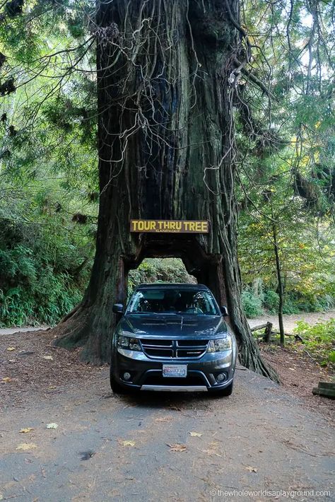 3 Incredible Drive Through Redwood Trees in California! | The Whole World Is A Playground Drive Through Tree California, Redwoods California, West Coast Travel, Oregon Trip, Redwood Trees, Redwood Tree, California Vacation, San Francisco Travel, Oregon Travel