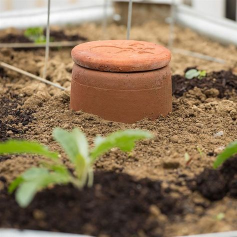 Olla Watering, Mexican Terracotta, Ancient Irrigation, Garden Nails, Watering Pot, Garden Tattoo, Sustainable Gardening, Conserve Water, Pot Garden