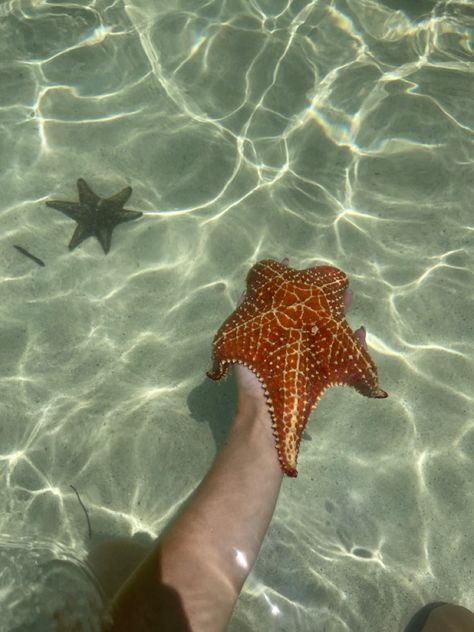 Coral Reefs Aesthetic, Sea Corals Aesthetic, Coral Ocean Aesthetic, Sealife Aesthetics, Hawaii Coral Reef, Marine Life Aesthetic, Reef Aesthetic, Ocean Life Aesthetic, Under The Sea Aesthetic