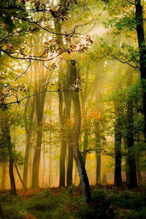 Sweet September, Sacred Water, Amazing Trees, Will S, Mystical Forest, Open Spaces, Nature Photographs, Art Color, 4 Seasons