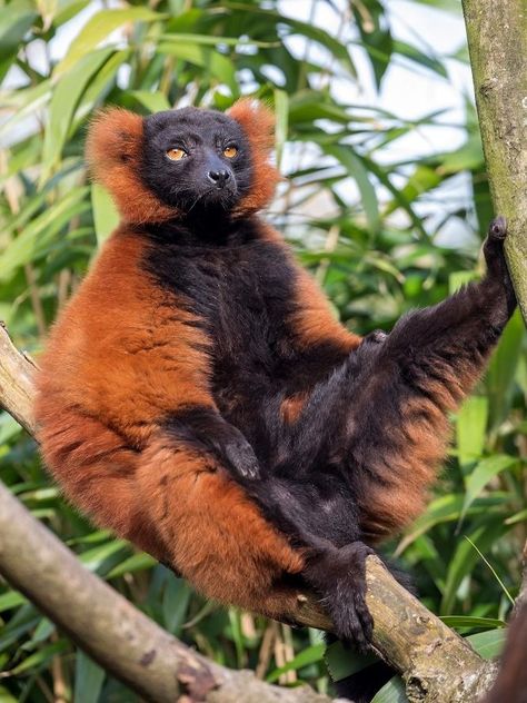 Red Ruffed Lemur, Ruffed Lemur, Most Beautiful Animals, Unusual Animals, Rare Animals, Animal Projects, Weird Animals, Primates, Animals Of The World