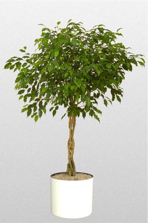 Best Air Purifying Plants, Types Of Houseplants, Indoor Plants Low Light, Ficus Benjamina, Plant Book, Best Indoor Plants, Air Purifying Plants, Houseplants Indoor, Bedroom Plants