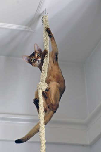 15 Funny Facts About Abyssinian Cats Playground For Cats, Cat Climbing Rope, Cats Playground, Katt Diy, Katt Grejer, Kat Diy, Rope Climb, Cat Patio, Cat Playground