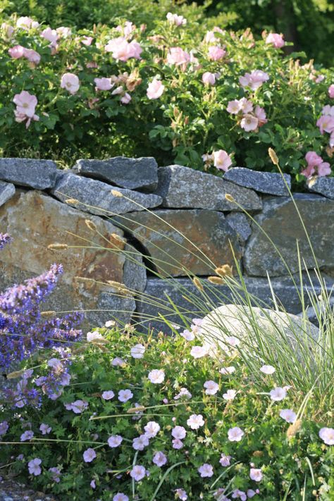 Garden Designer Visit: Annika Zetterman’s Ode to the Swedish Coast Swedish Garden, Landscaping Around Patio, Swedish Landscape, Sustainable Garden Design, Nordic Garden, Geranium Sanguineum, Rosa Rugosa, Pink Geranium, Evergreen Garden