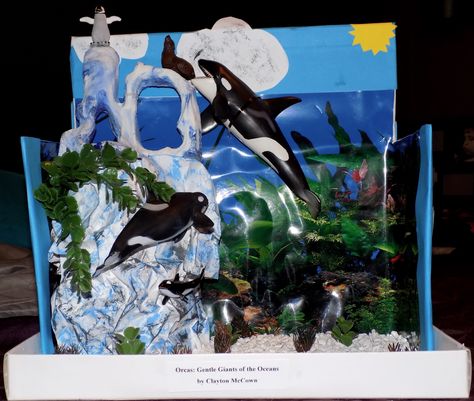 5th Grade Habitat Project. Orcas. Killer Whales. Orca Whale Habitat Project, Orca Habitat Project, Orca Diorama, Whale Diorama, Habitat Project, Ocean Diorama, Diorama Project, Habitats Projects, Ocean Projects