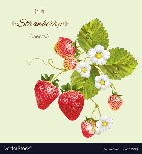 Strawberry Clipart, Strawberry Drawing, Strawberry Tattoo, Strawberry Art, Strawberry Leaves, Realistic Illustration, 귀여운 음식 그림, Strawberry Garden, Strawberry Flower