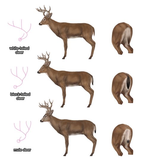 How to Draw Animals: Deer - Species and Anatomy Deer Tail, How To Draw Animals, Whitetail Deer Hunting, Majestic Deer, Big Deer, Deer Species, Deer Hunting Tips, Deer Drawing, Fallow Deer