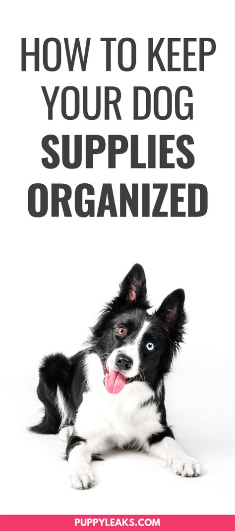 Dog Supplies Organization, Dog Life Hacks, Ways To Exercise, Dog Boredom, Training A Dog, Diy Dog Toys, Cesar Millan, Cutest Puppy, Dog Health Tips