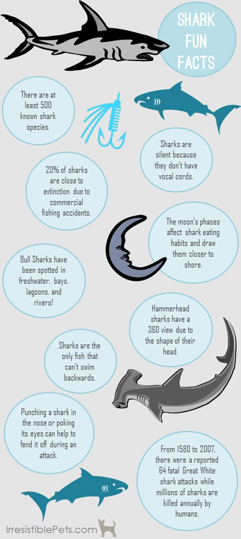 Shark Week Fun Facts - Irresistible Pets Sharks Facts, Shark Presentation Ideas, Know Your Sharks, Shark Spirit Animal, Hammerhead Shark Facts, Facts About Sharks, Shark Facts For Kids, Whale Shark Facts, Shark Fun Facts