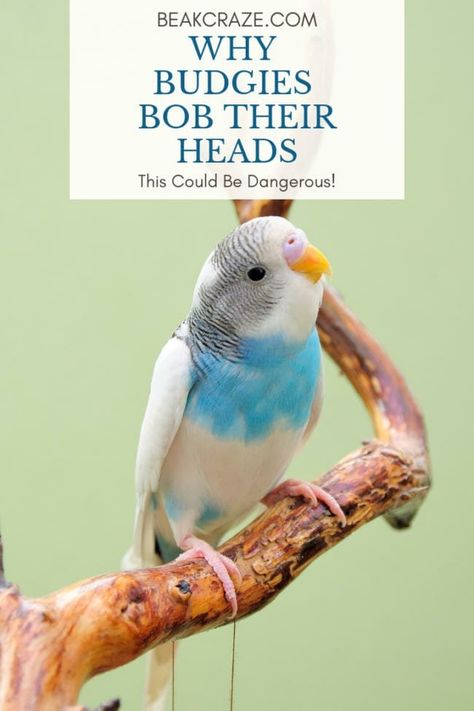 The Truth About Budgies Bobbing Their Heads Budgie Care, Budgie Food, Baby Budgies, Parakeet Care, Birds Pet, Budgie Toys, Parrot Training, Blue Budgie, Cages For Sale