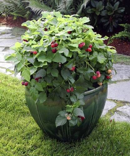 Raspberries will grow happily in a container on your patio.  Great idea for any vine berries- will keep them from completely taking over. Raspberries on a deck! Fruit Bushes, Have Inspiration, Garden Containers, Growing Fruit, Garden Show, Fruit Garden, Veggie Garden, Growing Food, Edible Garden