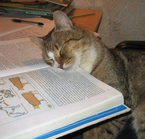 Time To Study, Center Of Attention, To Study, School Work, A Cat, Casino