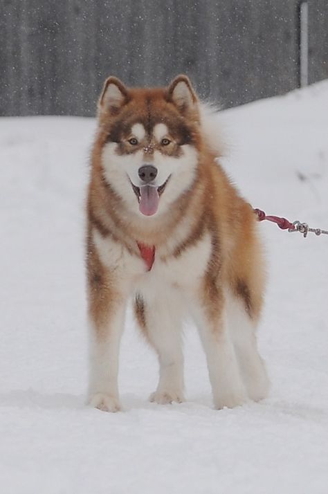 Canadian Eskimo Dog Canadian Inuit Dog, Dog Sale, Canadian Dog, Malamute Husky, Dog For Sale, Rare Dogs, Expensive Dogs, Malamute Dog, Game Hunting