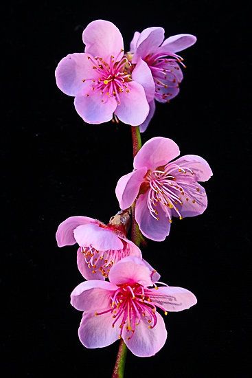 Spring Plum Tree Blossom by fantasytripp Plums Pictures, Flower Chart, Tree Blossom, Plant Study, Apricot Blossom, Plum Blossoms, Plum Flowers, Plum Tree, Nothing But Flowers